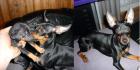 Zwergpinscher Russkiy / Russischer Toy Terrier Prager Rattler