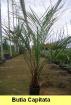 Butia capitata eine wunderschöne Palme