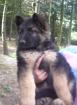 Altdeutsche Schäferhundwelpen