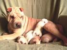 SHAR PEI welpen