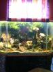 Meerwasser Aquarium ca. 300 l VB 990 00 Euro
