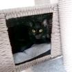 MAUSI - verspilete temperamentvolle europäische Kurzhaarkatze - 1 Jahr - Tierhi