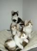 Maine Coon Kitten aus liebevoller Zucht