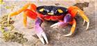 Halloweenkrabbe Gecarcinus quadratus