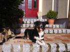 Suche hunde welpen teria mix