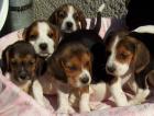 Beagle Welpen /Rüden Weibchen/