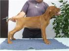 Magyar Vizsla Welpen zu verkaufen