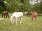 Suche dringend Reitbeteiligung en