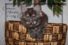 Maine Coon Kater black Smoke sehr typvoll Ab Ende August abzugeben.