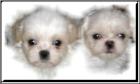 Shihtzu. welpen