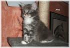 Biete Maine Coon Babys mit Papiere