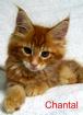 Traumhafte Maine Coon Babys