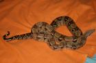 Boa c. i Nicaragua Farmzucht