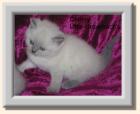 BKH Kitten in blue-point