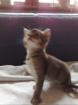 Die süßesten Kitten der Welt Thai/Abessinier-Mix