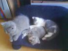 3Drollige BKH karterchen suchen ein kuschelplatz auflebenszeit