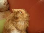 Perserkatze rot-creme 3 Jahre