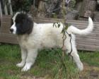 Wunderschöner Landseer-Rüde m. P.