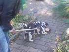Aktive verspielte glatthaar-foxterrierwelpen