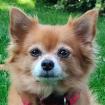 LIMARIE - bildhübscher Chihuahua-Spitz-Mix - 7 Jahre - Tierhilfe-Franken e. V.