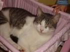Kater kastriert Freigänger sucht neues Zuhause
