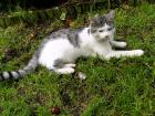 Weiß-Graue Katze in Chemnitz Siegmar entlaufen