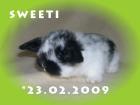 NHD Minilop Zwergwidder Kaninchen 8 Wochen abzugeben