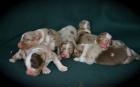 Australian Shepherd Welpen m. Papieren