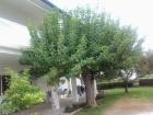 Apartment Ivani Kroatien Rab Lopar