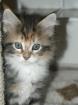 Hanni ein dreifarbiges Maine Coon Baby sucht nette Familie