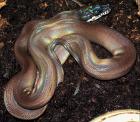 Leiopython hoserae ENZ 2022 Black Liasis albertisi