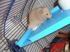 Junger Teddyhamster männlich Bochum
