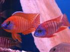 Aquaristikzubehör und Buntbarschezucht