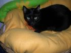 Mars super lieber schmusiger ruhiger Kater