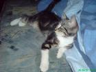 -Katze vermisst- In Saarwellingen/Schwarzenholz 66793