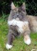 Maine Coons aus verantwortungsvoller langjähriger Zucht mit Referenzen