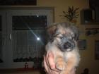 Hundebabys
