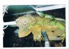 Gerdrut einsame Leguan Dame 6Jhr. alt sucht