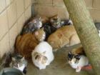 WICHTIG ARME KATZEN BRAUCHEN HILFE