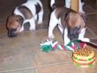 Noch 3 Jack Russel Welpen zu vergeben.