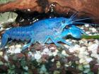 Blauer Floridakrebs 5 Euro VB