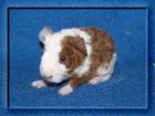 Meerschweinchen US-Teddys
