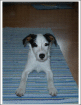 1210 Wien weißer Parson Jack Russel Terrier entlaufen