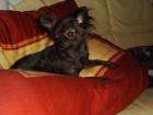 Kleine Langhaar Chihuahua Hündin dunkel gestromt