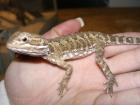 0. 1 Pogona Henrylawsoni aus eigener Nachzucht abzugeben