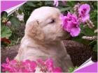 Kinderliebe Golden-Retriever Babys mit Pap. super Eltern HD ED frei