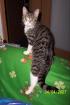 Achtung Ich heiße Kitty und suche ein neues liebevolles Zuhause