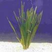 Schwertträger Molly s und Vallisneria