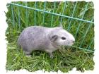Wunderschöne gesunde Meerschweinchen Babys