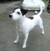 Jack Russell Terrier Hündin